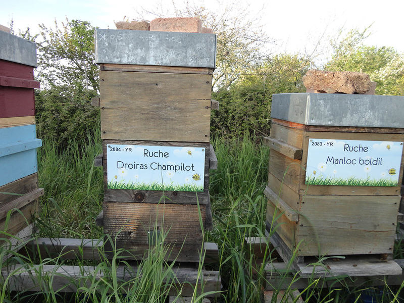 La ruche Droiras Champilot